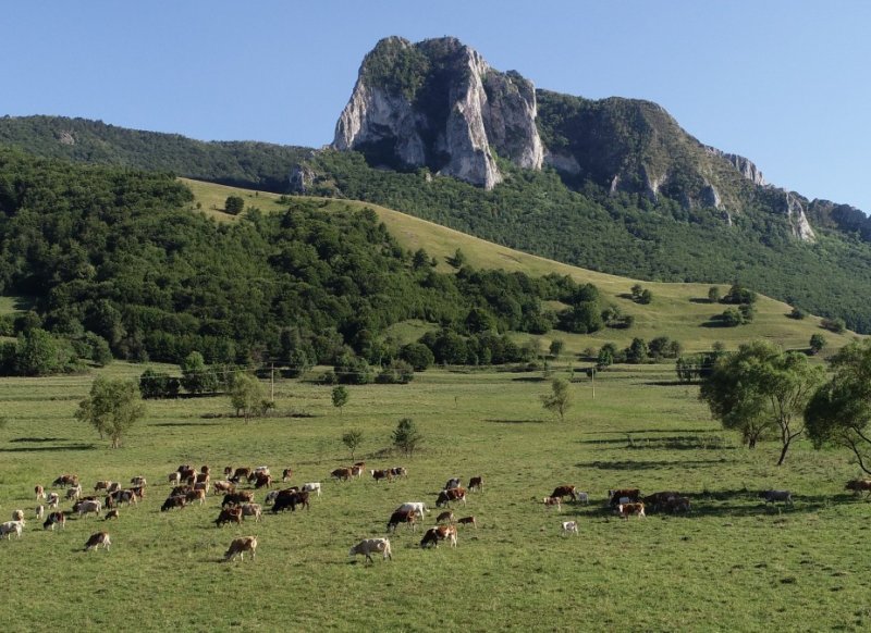 TERROIR-UL, CE INSEAMNA SI CUM AFECTEAZA PRODUCTIA DE BRANZETURI